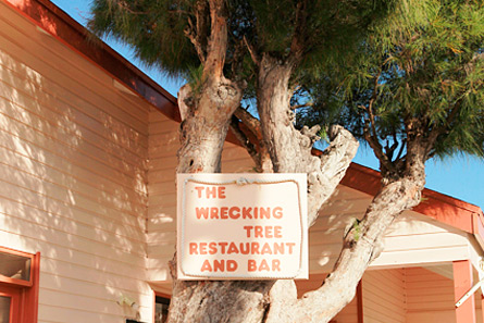 The Wrecking Tree in New Plymouth.