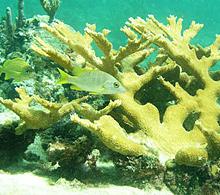 Diving / Snorkeling